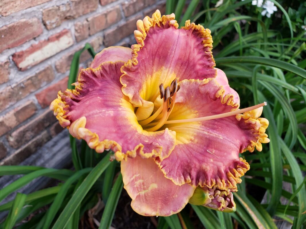 French Lingerie Daylily